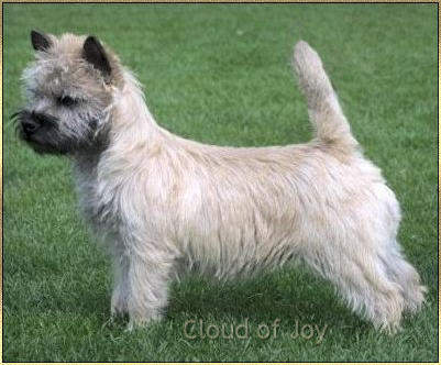 Cloud of Joy Cairn Terriers