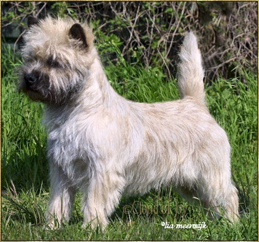 Cloud of Joy Cairn Terriers