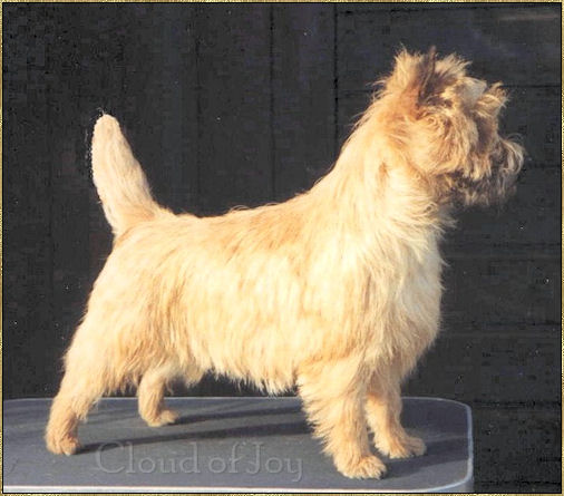 Cloud of Joy Cairn Terriers