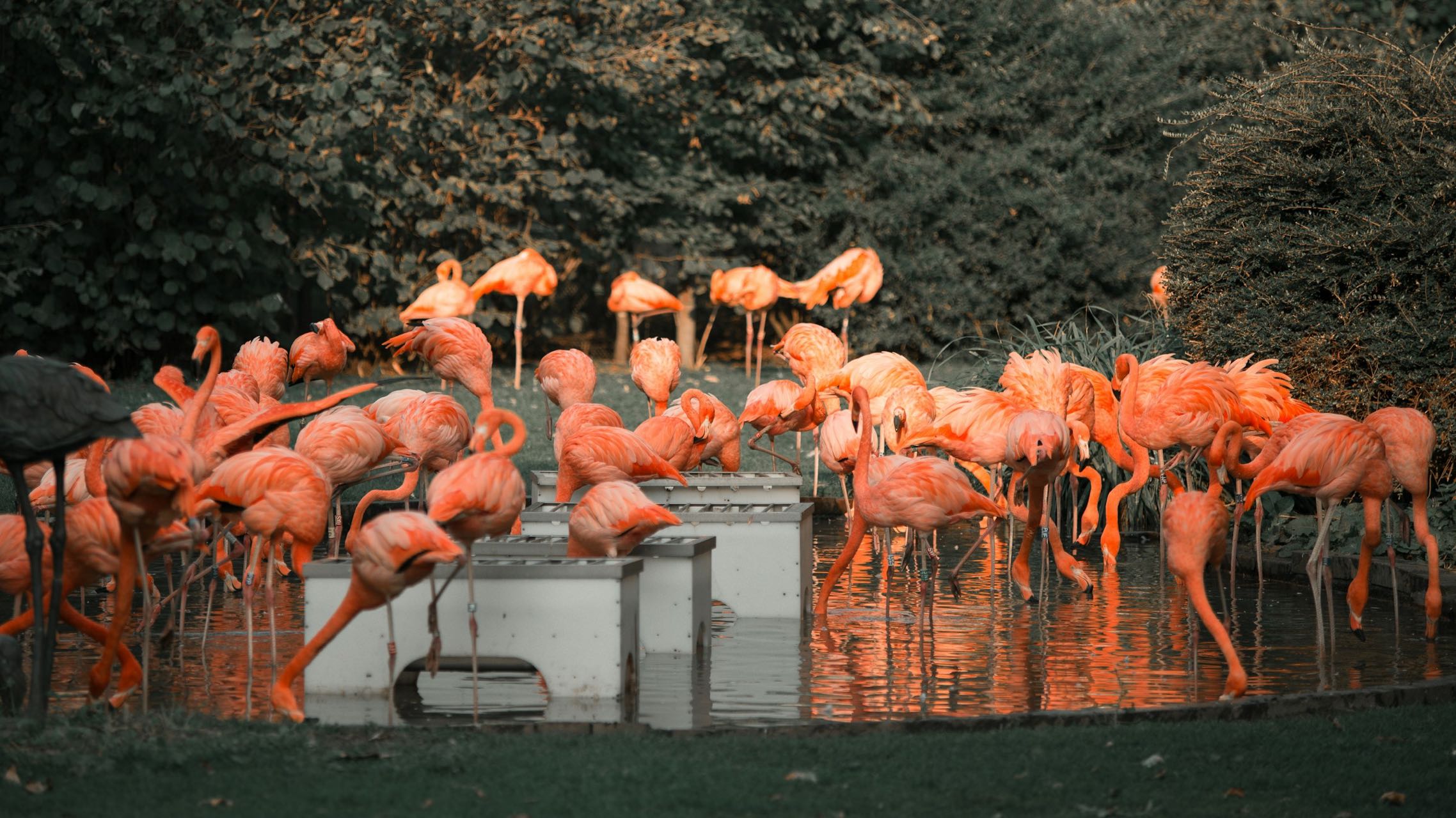 Cologne Zoo 
