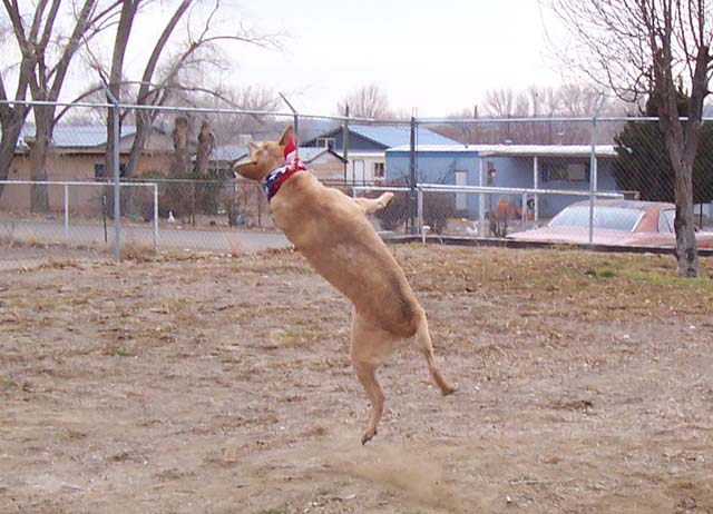 BabyJumping