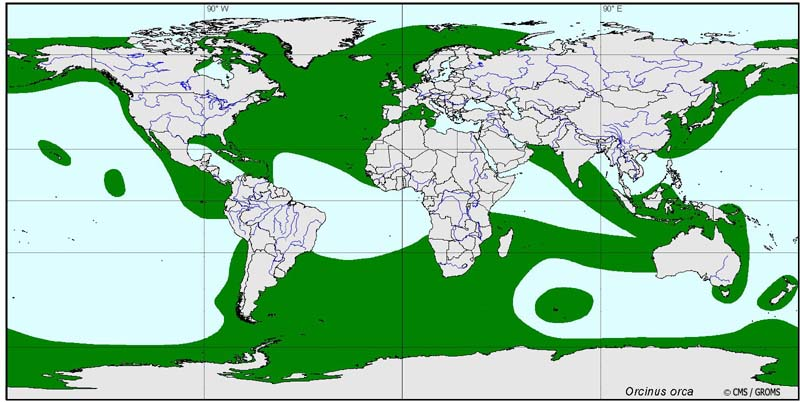 Дельфин ареал обитания. Ареал обитания косаток. Ареал обитания косаток на карте.