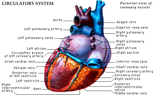 Posterior View of Coronary Vessels