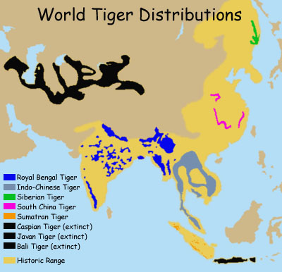 6000tigers's Crusade to Save the Tiger from Extinction!