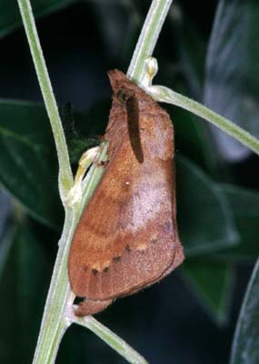 Dendrolimus punctatus