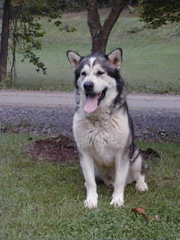 Dry Run Kennels, Giant Alaskan Malamute Puppies