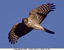 sharp shinned hawk