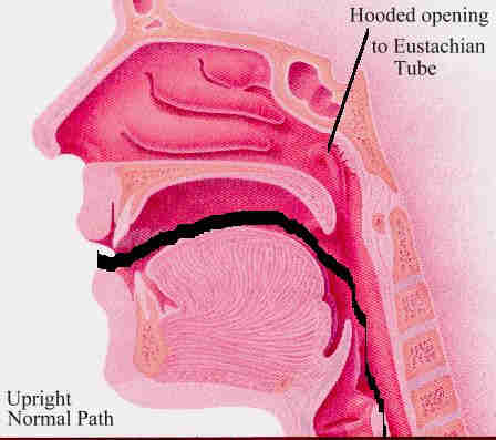 Eustachian Tube Throat