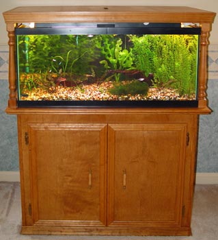 40 Gallon Aquarium photos, Discus fish tank