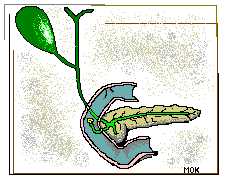 duodeno
