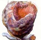 Mucosa g�trica