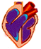 Cardiolog�a