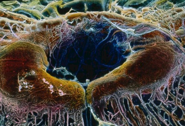 retina