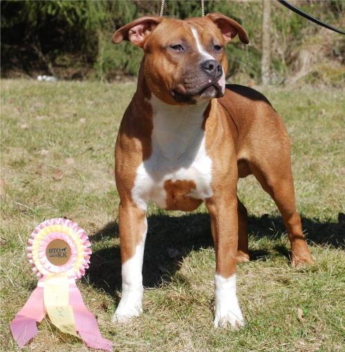 FOXFIRE KENNELS AMERICAN STAFFORDSHIRE TERRIERS