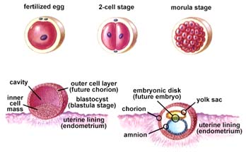 pregnancy