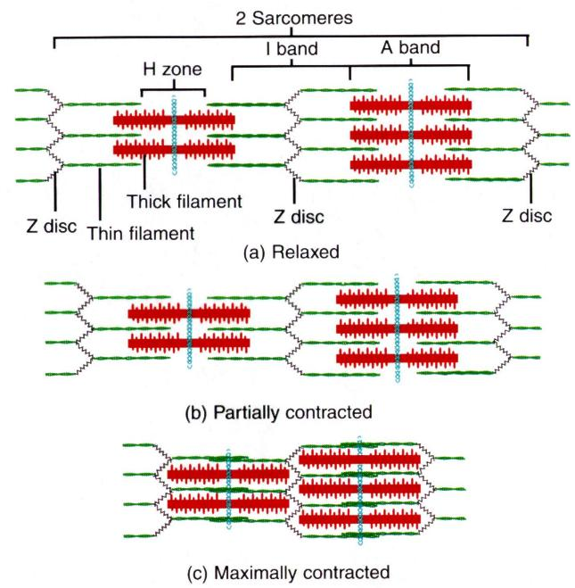 Muscularsystem