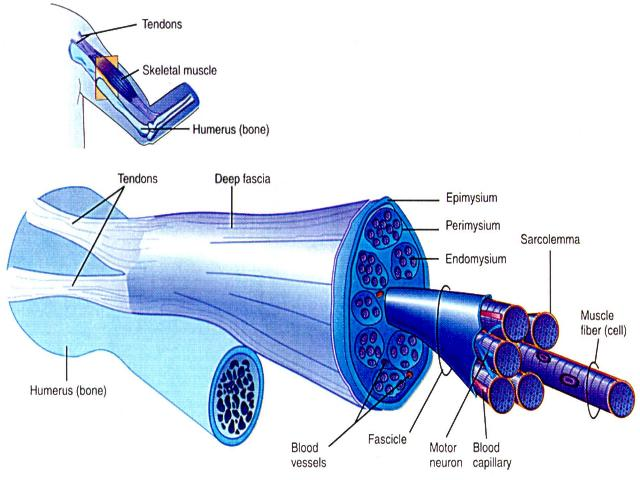 Muscularsystem