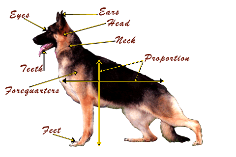 The German Shepherd Dog Standard