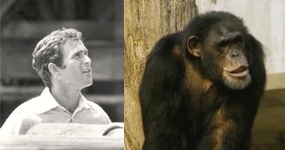 George W. Bush or Chimpanzee?