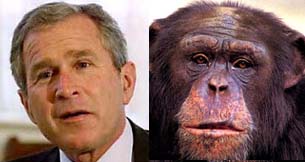 George W. Bush or Chimpanzee?