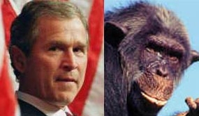 George W. Bush or Chimpanzee?