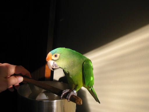 Henry the Half Moon Conure - Bird Talk