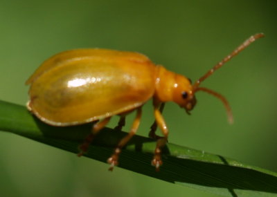 Order Coleoptera