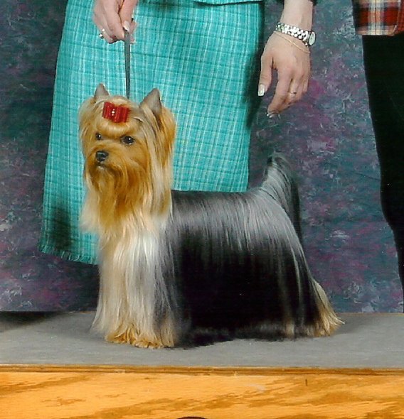 The Yorkies of HEKAN Yorkshire Terriers