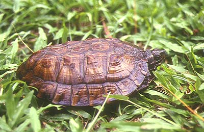 asianleafturtle