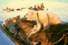polar bear cub.