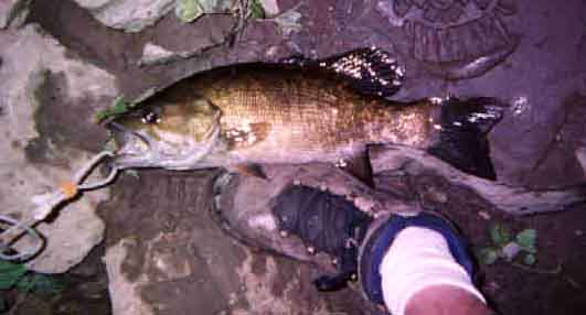 smalll mouth bass caugt and released Galena Ohio