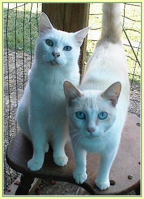 Oklahoma Cats