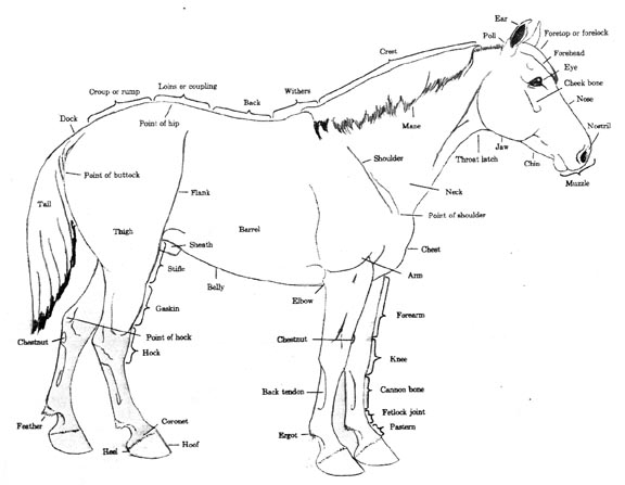 horse_charts