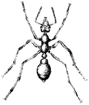 Hymenoptera