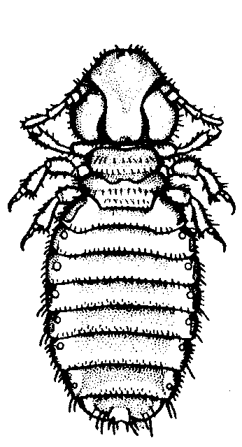 mallophaga