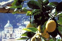 Positano-The lemon
