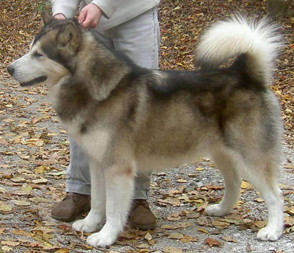 Kotzebue's Kringmerk Alaskan Malamutes