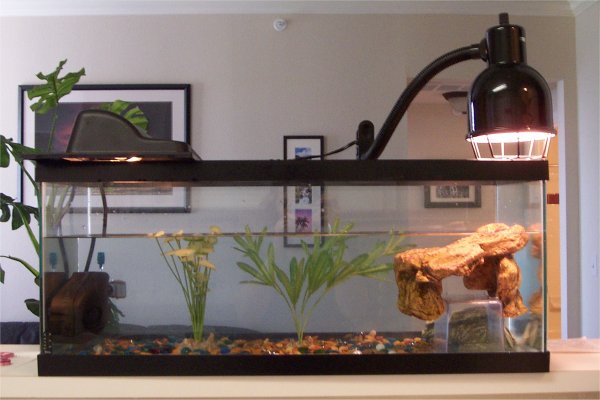 Turtle Care and Setup