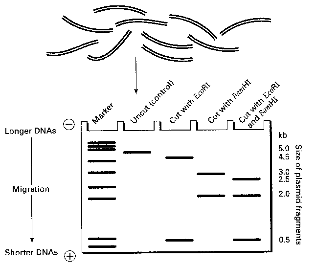 PCR process