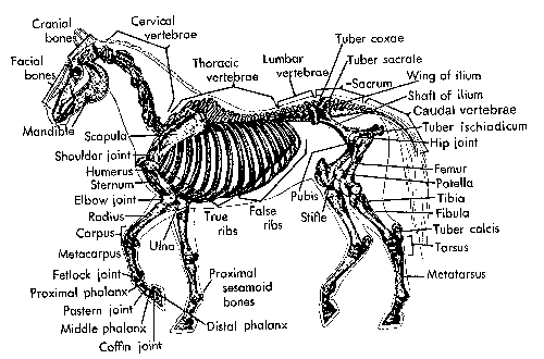 Anatomy