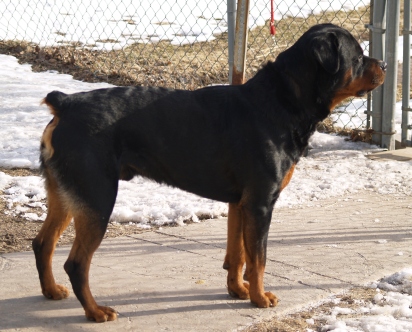 Fabrizius Farm,AKC Chocolate and Yellow Lab Puppies, Thoroughbred ...