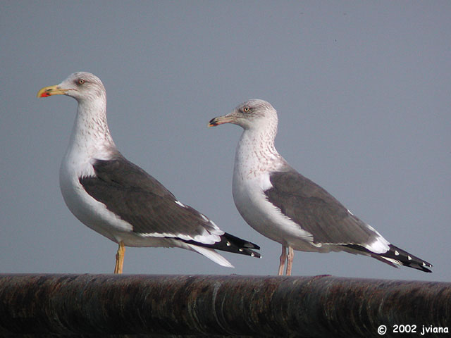 Larus_fuscus