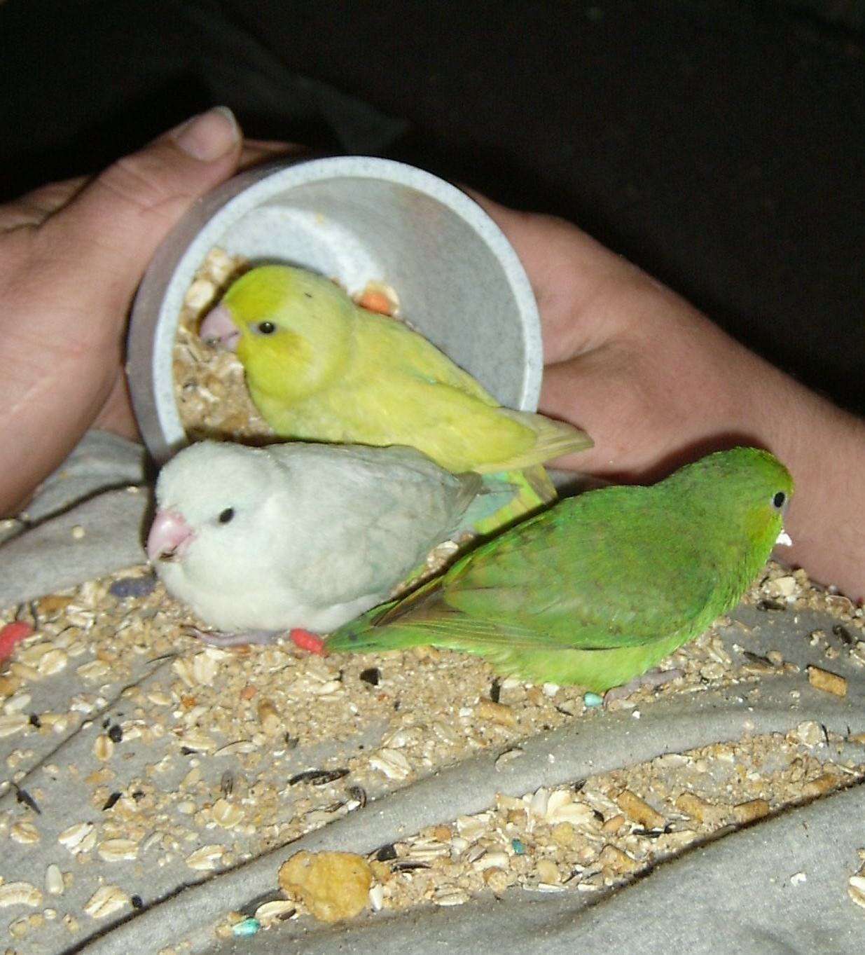Parrotlets - Lovebird's Lair