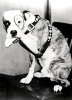 photo Pete the Dog
