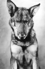 photo Rin-Tin-Tin
