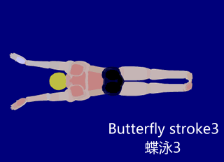 butterfly stroke2