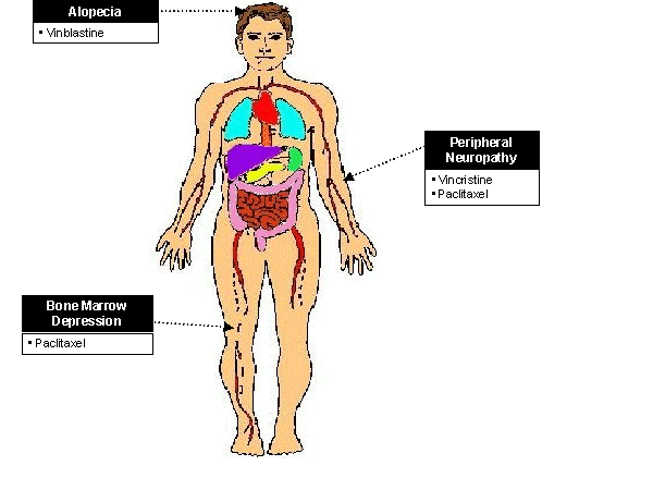 Side Effects of Tubulin Inhibitors