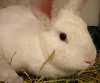 Adopt A Girl Bunny