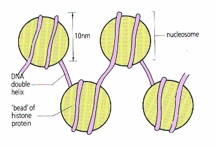 Chain of nucleosomes wound with DNA