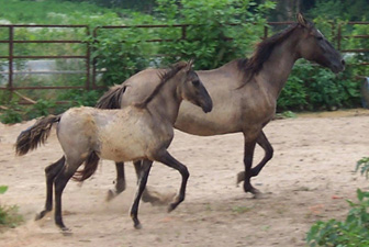 Fabulous, Famous & Fun ... Dun Paso Fino Horses... Colors